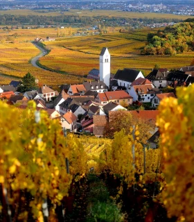 Balades dans les vignobles