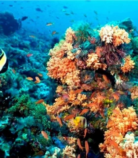 Faire du snorkeling ou de la plongée à Puerto Morelos