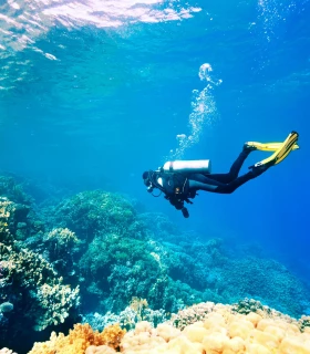 Faites de la plongée sous-marine ou du snorkeling