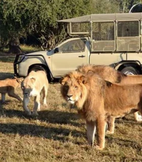 Le Parc de Lion & Safari