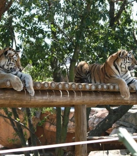 Le Zoo de Johannesburg
