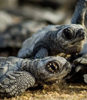 Libération de bébés tortues (Entre juillet et novembre)