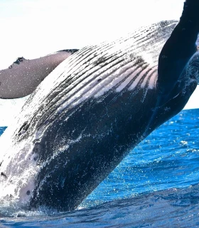 Observation des baleines