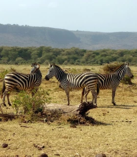 Manyara National Park