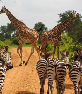 Parc National de Mikumi