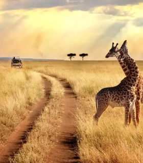 Parc national de Selous