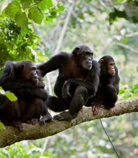 Parc National du fleuve de Gombe