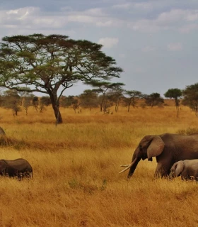 Parc National du Serengeti