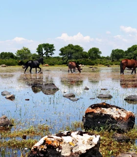 Plateau de Giara di Gesturi