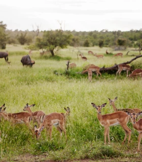 Safari terrestre à la réserve de Bazaruto