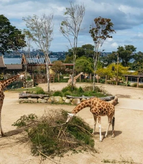 Taronga Zoo