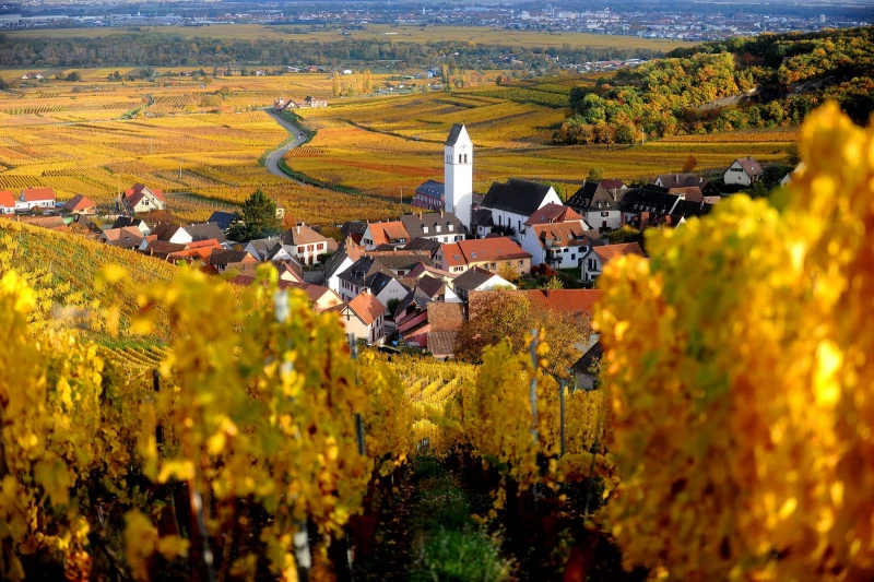 Walks in the vineyards, Colmar, France
