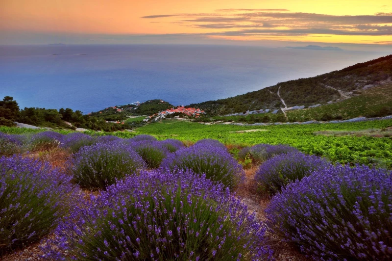 Explore the lavender fields, Hvar, Croatia