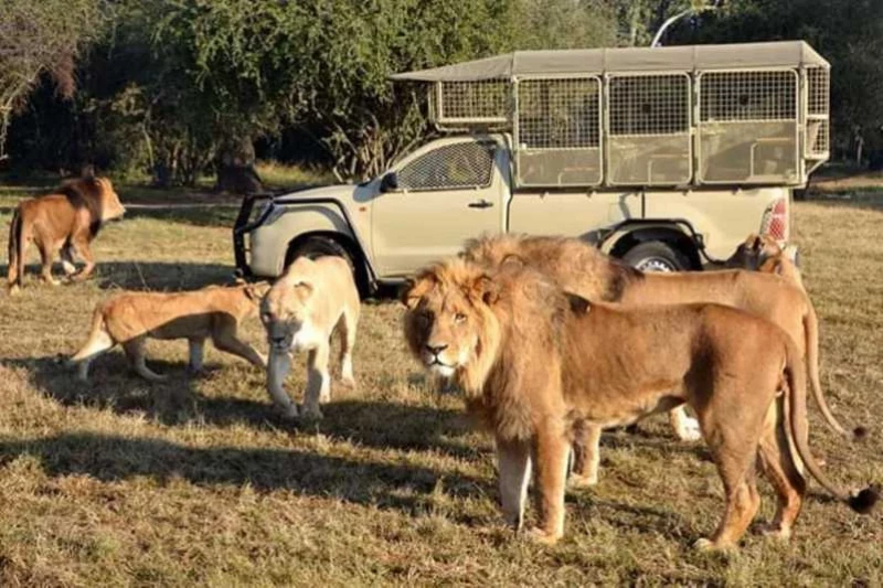 Le Parc de Lion & Safari, Johannesburg, Afrique du Sud