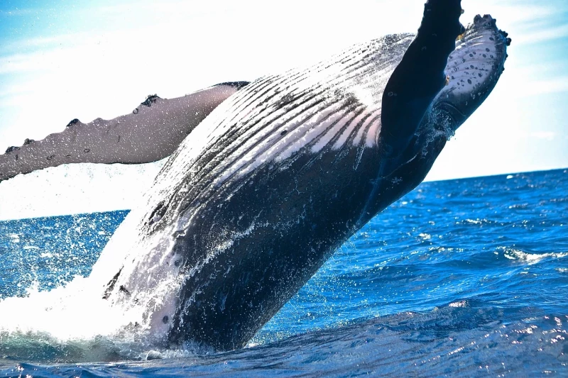 Observation des baleines, Les Îles Cook, Nouvelle-Zélande