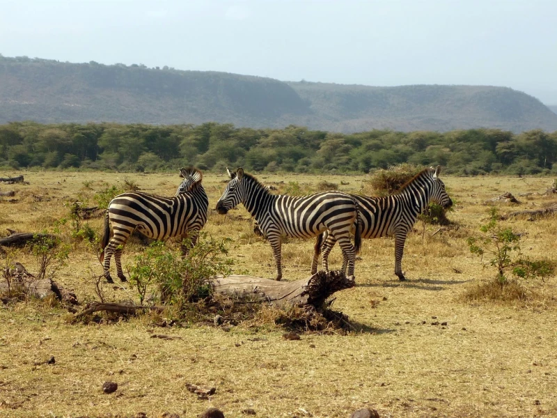 Manyara National Park, The best safari parks, Tanzania