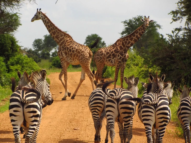Mikumi National Park, The best safari parks, Tanzania