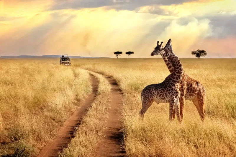 Selous National Park, The best safari parks, Tanzania