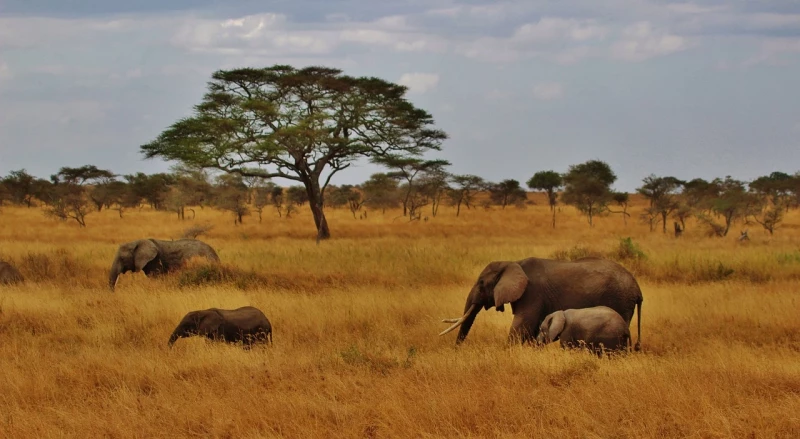 Serengeti National Park, The best safari parks, Tanzania