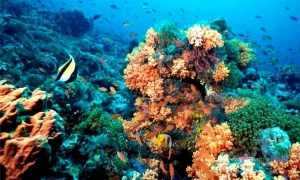 Faire du snorkeling ou de la plongée à Puerto Morelos, Cancún, Mexique