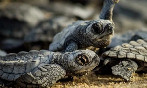 Libération de bébés tortues (Entre juillet et novembre), Cancún, Mexique
