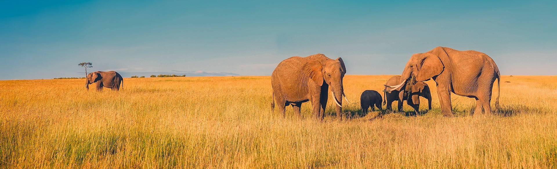 Africa