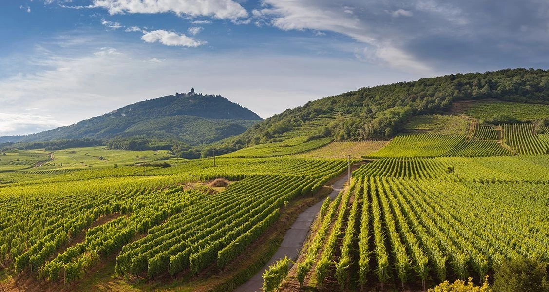 Découvrez les vignobles locaux