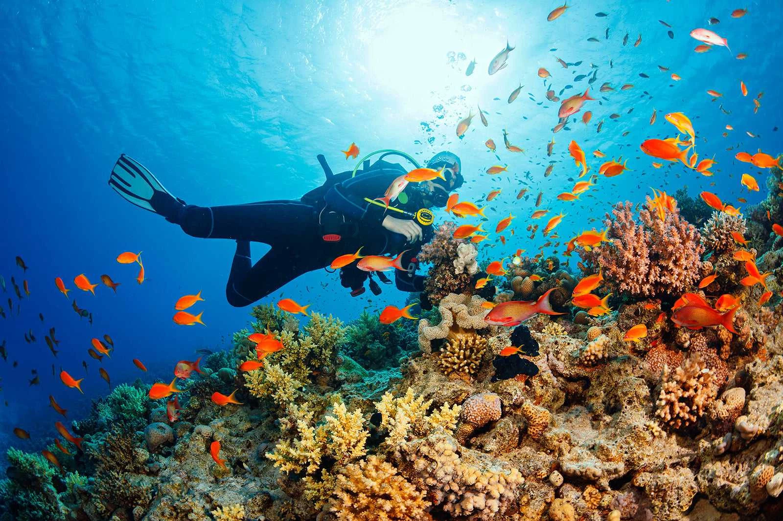 Go diving