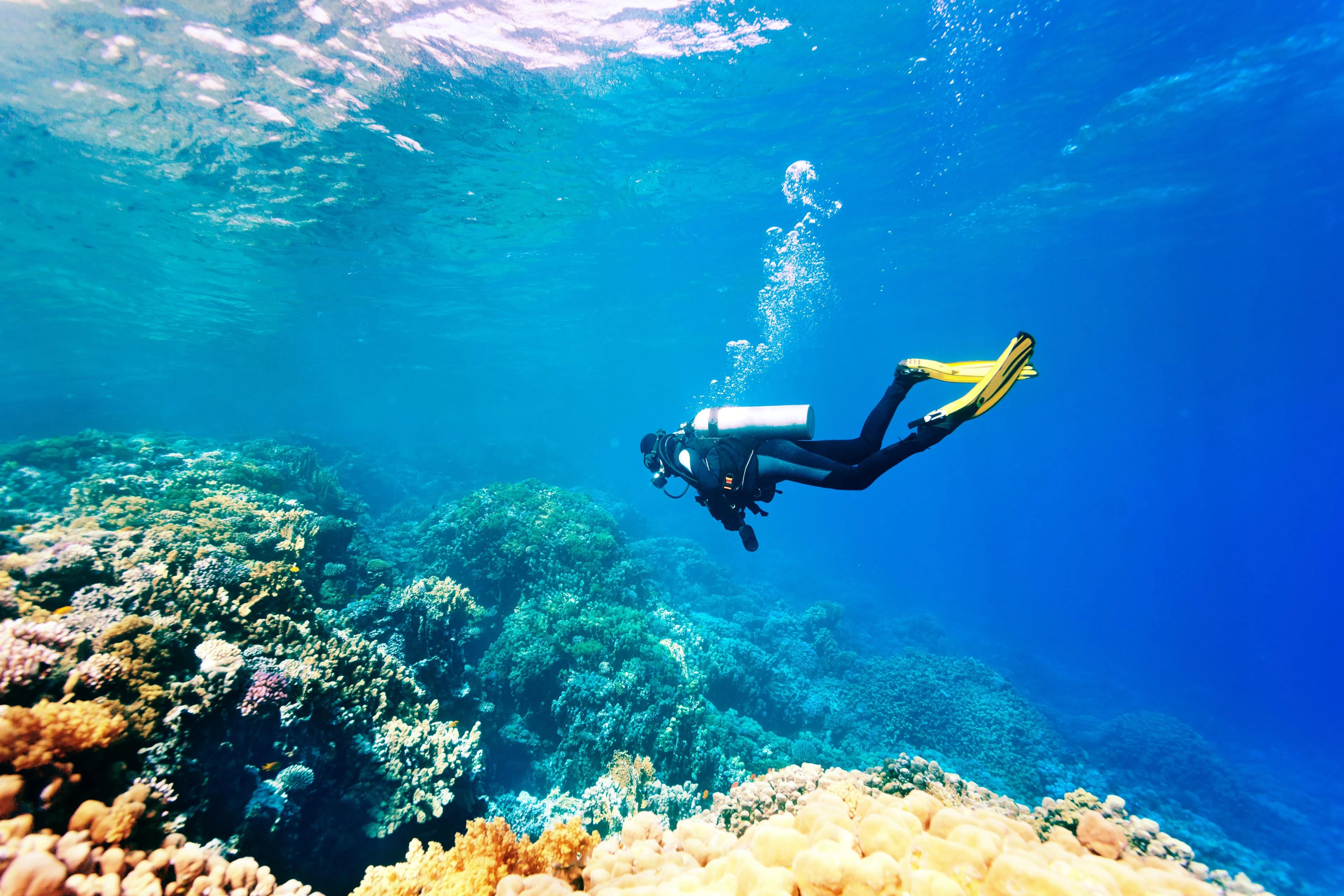 Faites de la plongée sous-marine ou du snorkeling