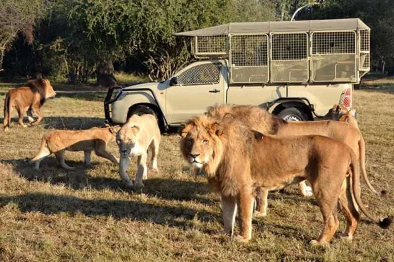 Le Parc de Lion & Safari