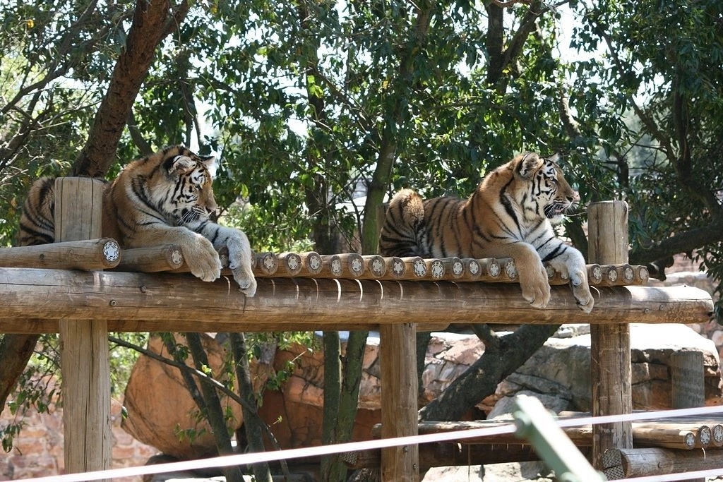 Le Zoo de Johannesburg