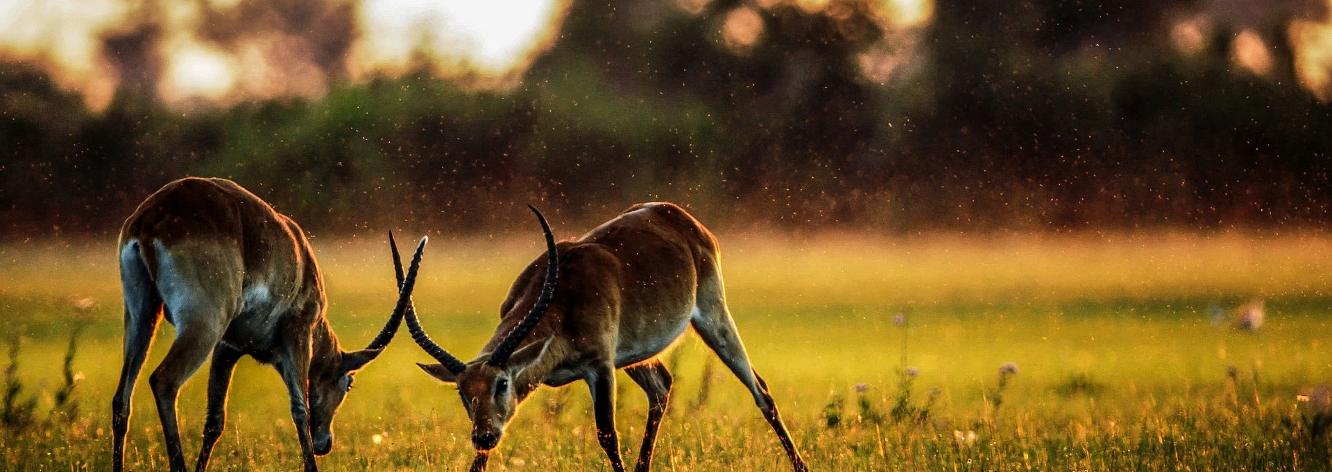 Les 10 meilleurs parcs de safaris en Tanzanie