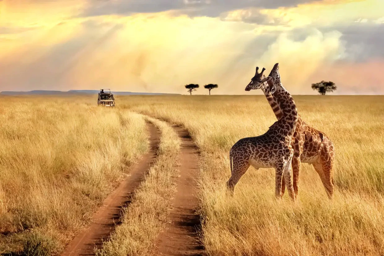 Parc national de Selous