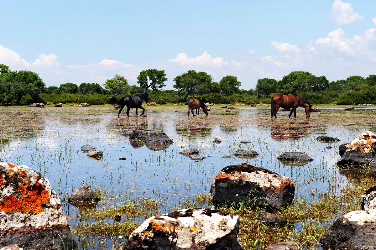 Plateau de Giara di Gesturi