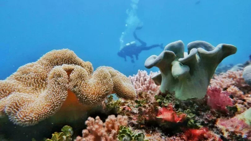 Plongée Sous-marine et Snorkeling