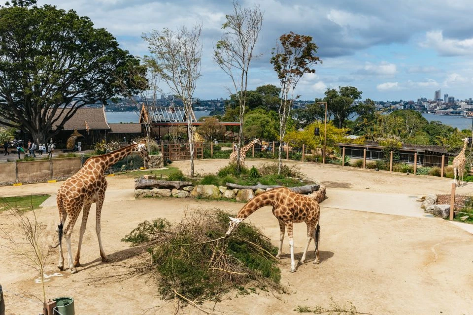 Taronga Zoo