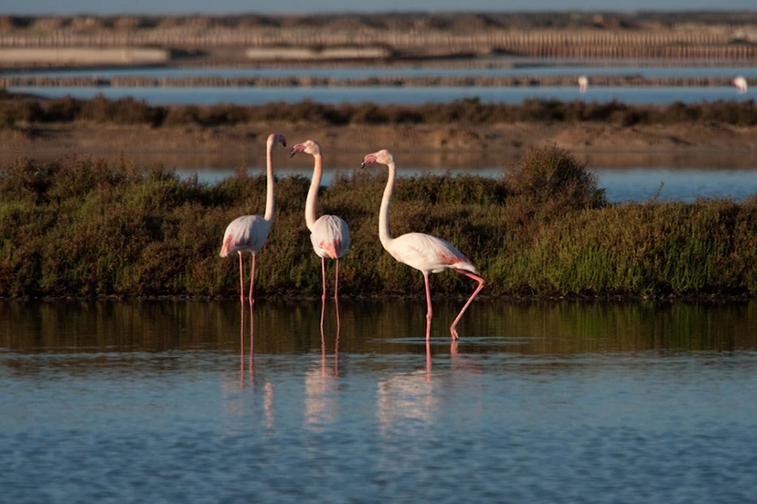 Parc naturel de ses Salines