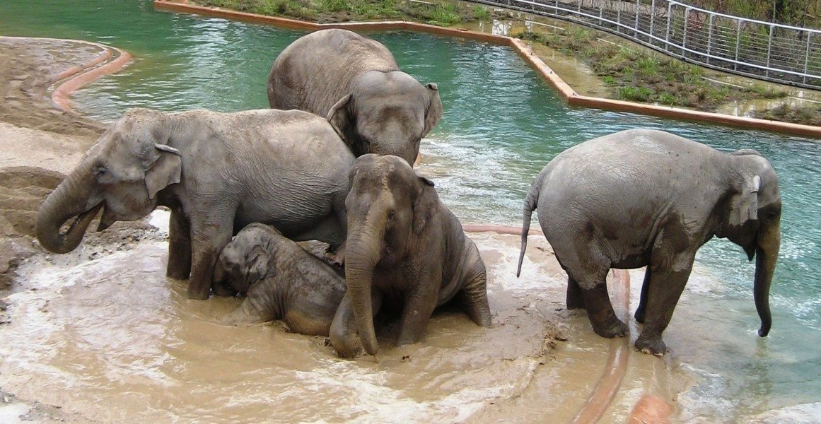 Zoo de Copenhague