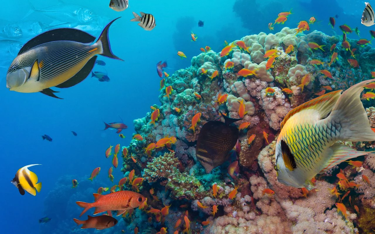 Plongée et snorkeling