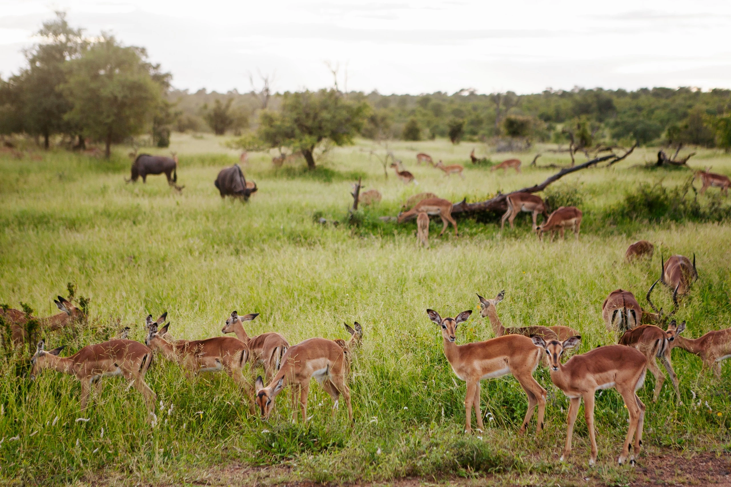 Bazaruto Reserve Land Safari