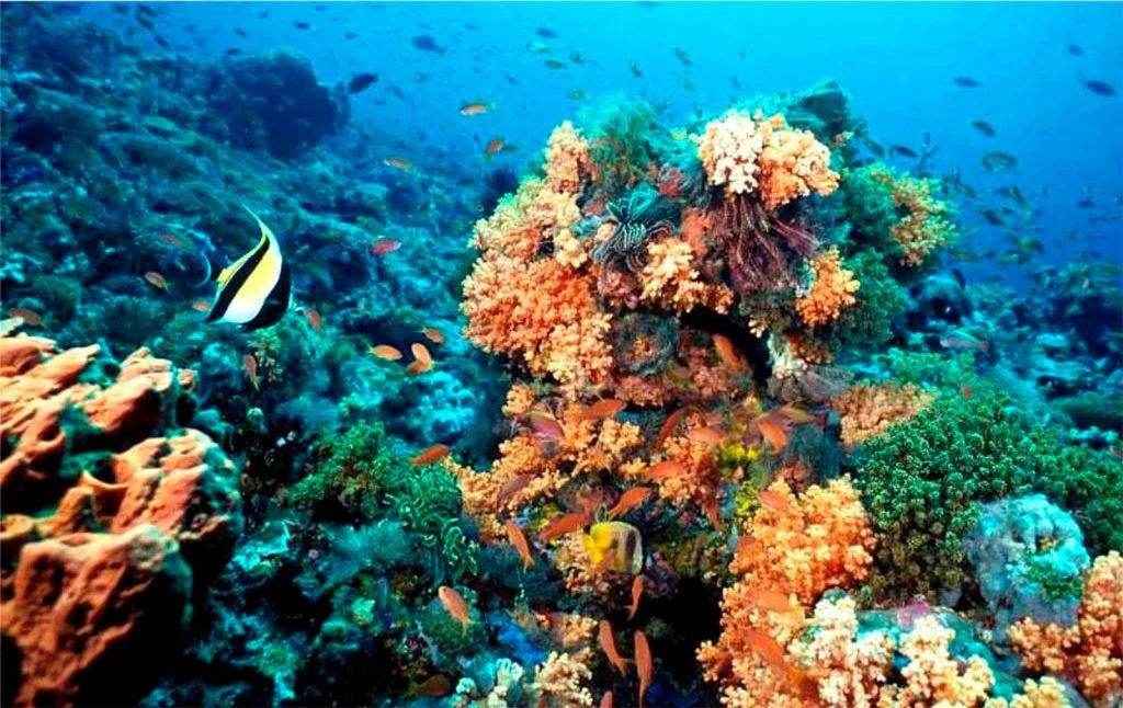 Faire du snorkeling ou de la plongée à Puerto Morelos