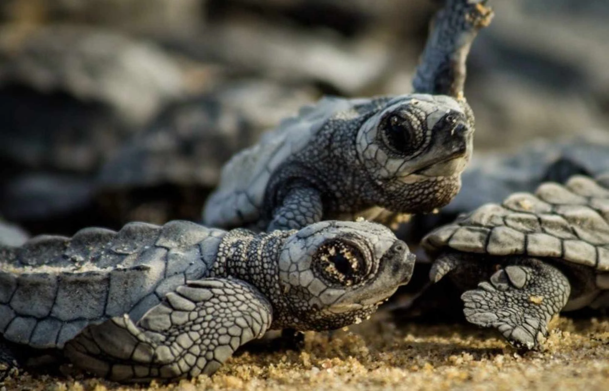 Libération de bébés tortues (Entre juillet et novembre)