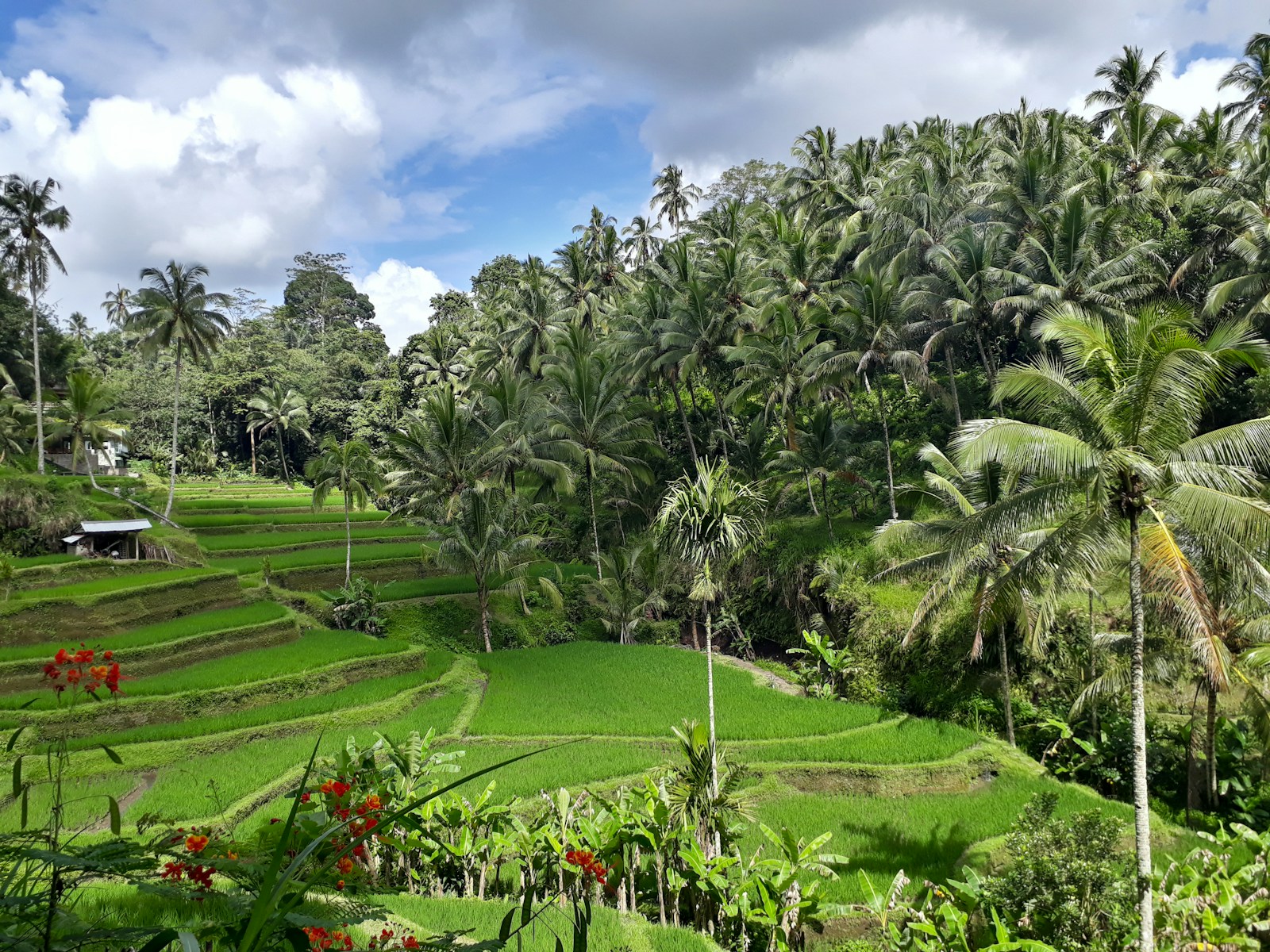 Tegallalang Rice Terraces