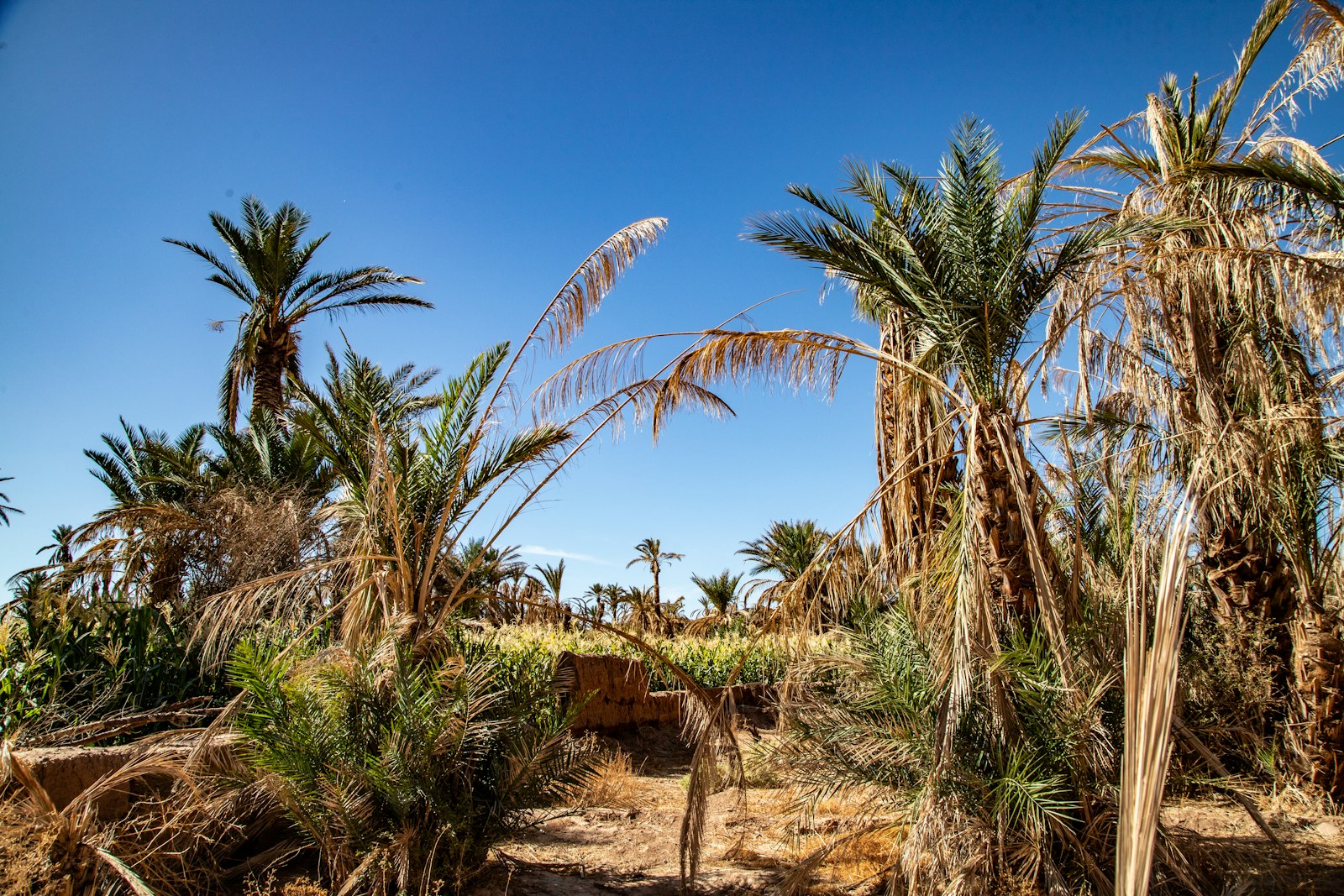 Tozeur (palmeraie and Ouled El Hadef)