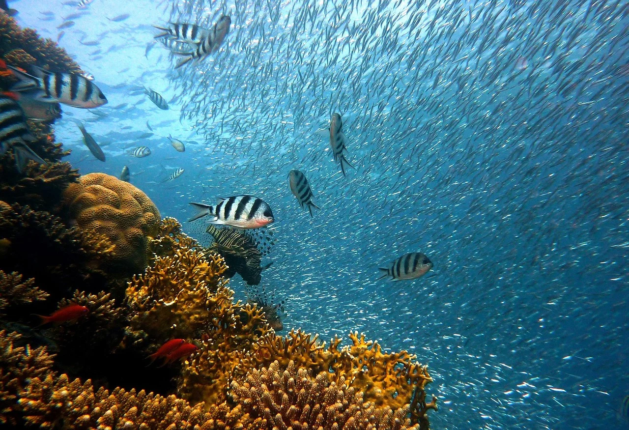 Snorkeling et plongée au parc marin de Sainte-Anne