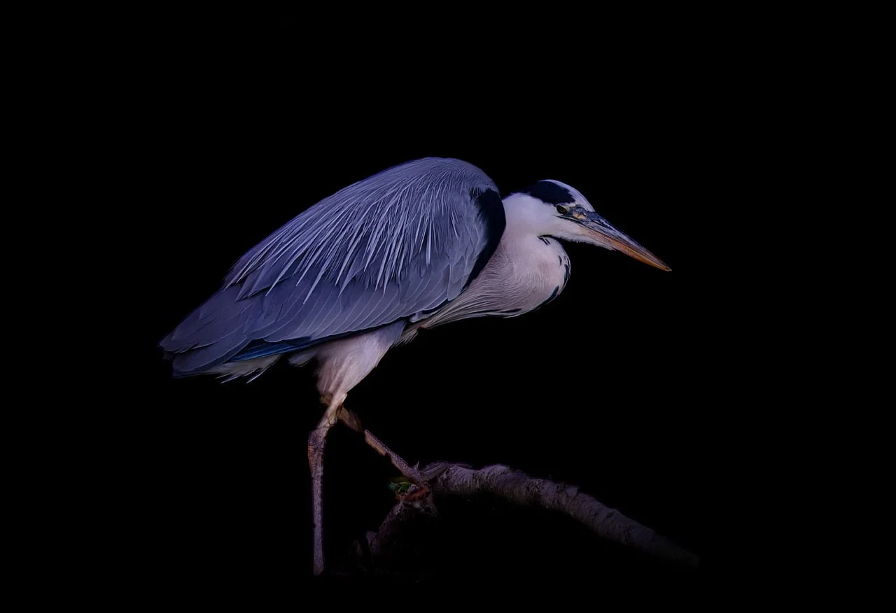 Observation de la lagune Ramsar et de son avifaune