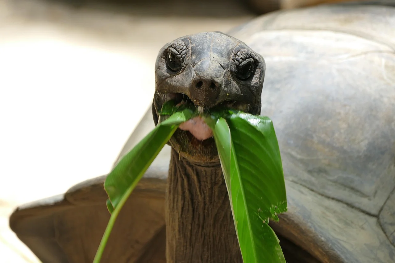 Rencontre avec les tortues géantes à Curieuse