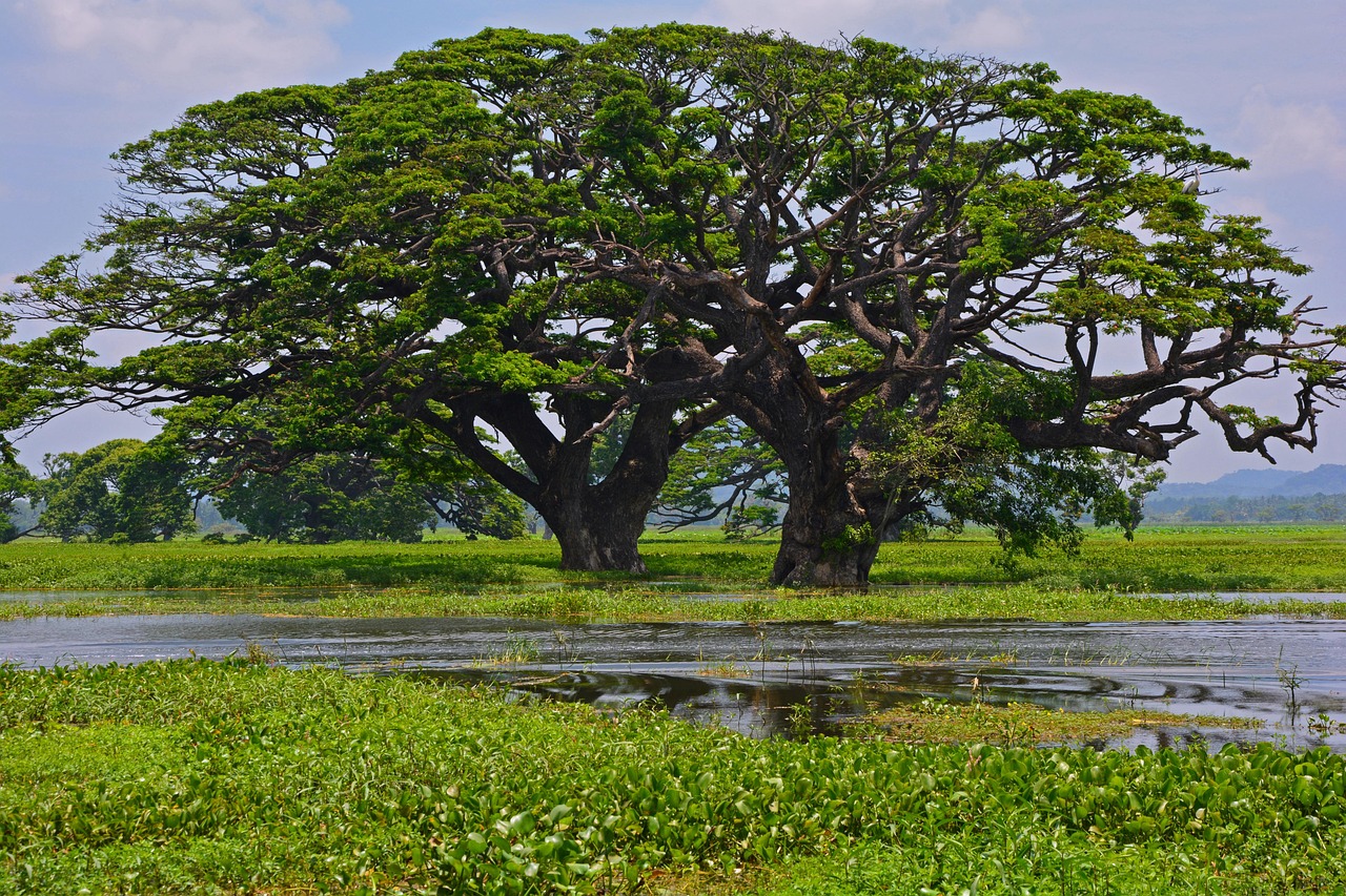 Sri Lanka