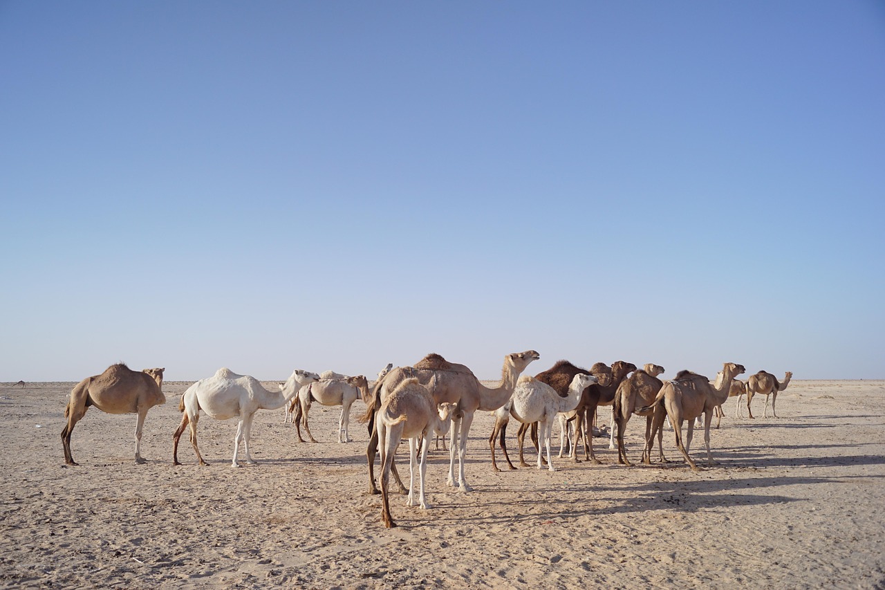 Mauritanie