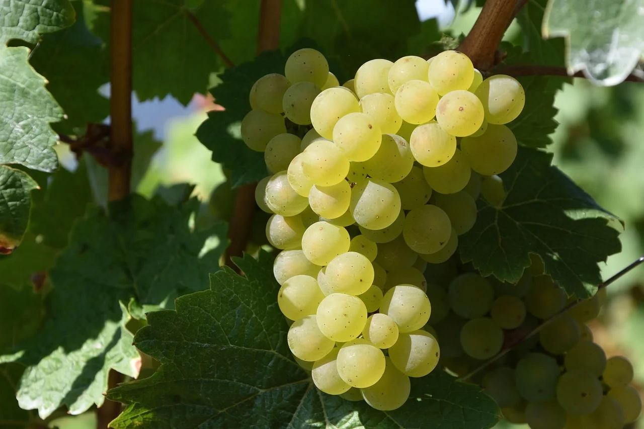 Vignobles et muscat de Kelibia
